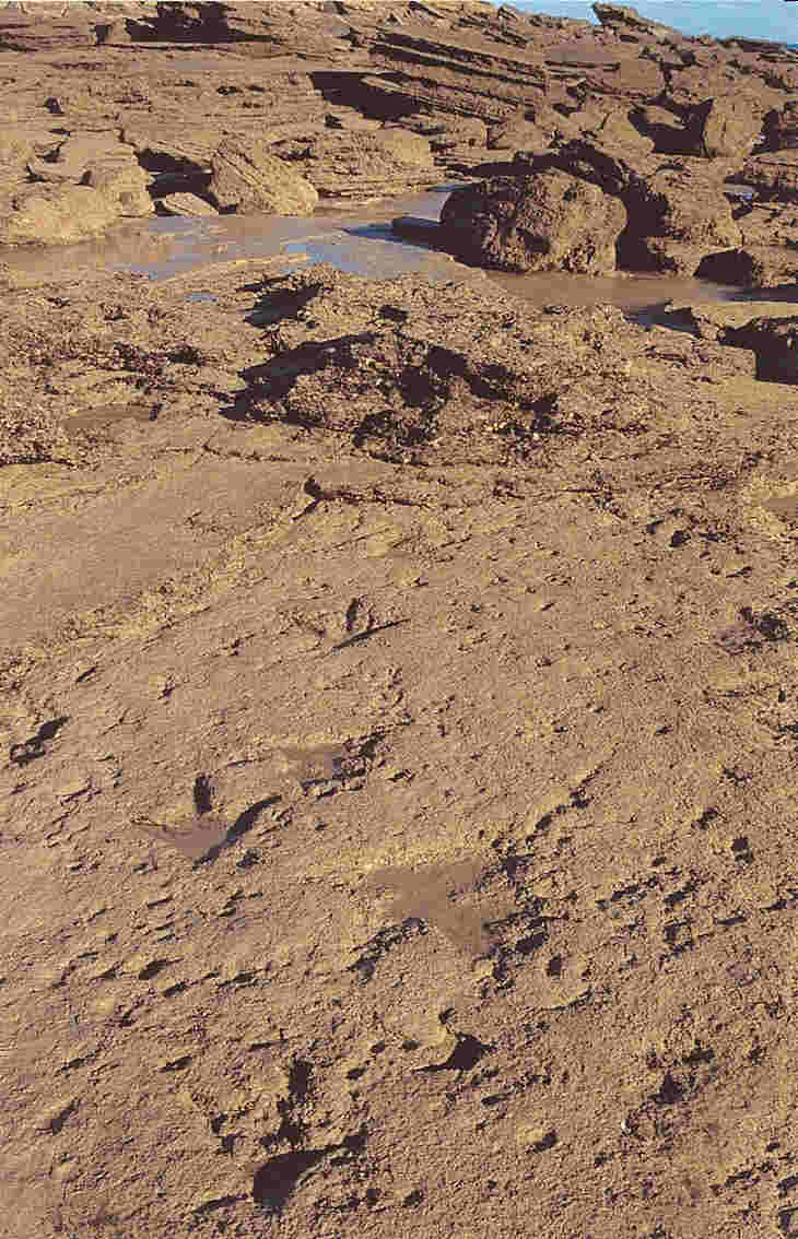 Broome (Australia). Pista di teropodo