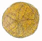 echinoide