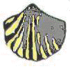 pettinide