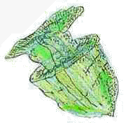 rudista