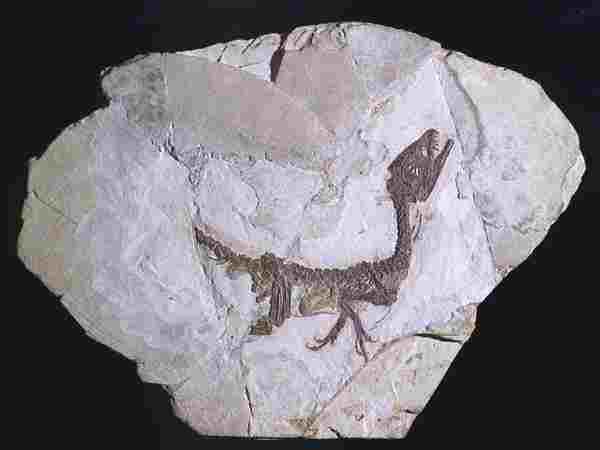 foto di scipionyx